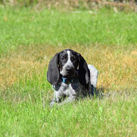 Baby Apollo Sitting in the Yard