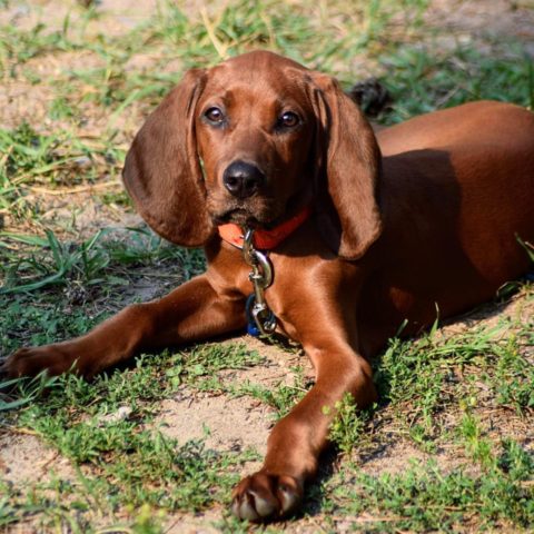 Baby Persephone Lying in the Yard